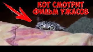 Кот смотрит фильм ужасов / Видео приколы про кошек