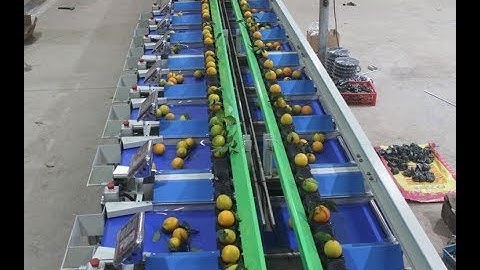 2 lane orange electronic sorting line, citrus weight sorting machine
