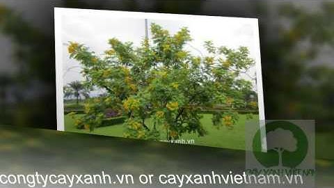 Cây Điệp Vàng - Trồng và mua bán cây Điệp Vàng - congtycayxanh.vn