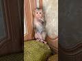 The cute monkey looked around and saw some animal flying towards it.