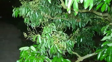 Vải Thanh Hà,, Vải Thiều Lục Ngạn Sai Quá Có Nên Bẻ Bớt Đi Không I Nui Doi Luc Ngan 98