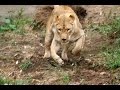 leones cazan antelopes