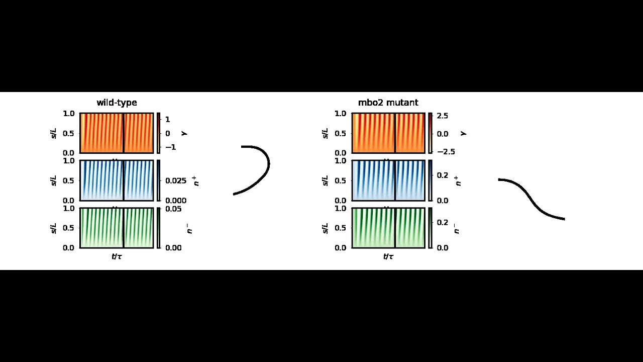 Animated reaction-diffusion patterns: Chlamydomonas ciliary waves - YouTube