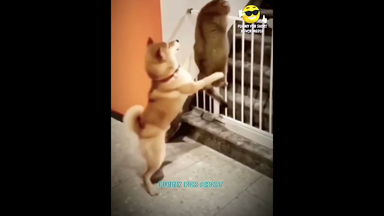 Funny Dogs and Cats Videos 2023 - Best Funniest Animal Videos | Hilarious Dog’s Life