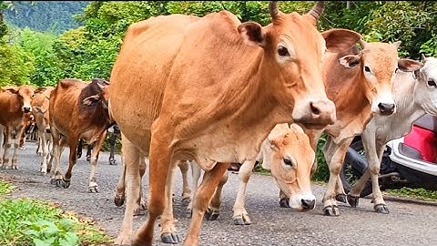Suara Sapi Moo, kawanan Lembu sapi jinak berkeliling di jalan,ladang, Sapi lucu...