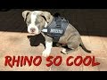 Introducing Rhino So Cool The Service Puppy (11 Week Old American Bully Exotic Breed)