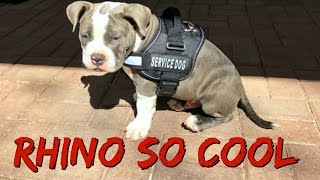 Introducing Rhino So Cool The Service Puppy (11 Week Old American Bully Exotic Breed)
