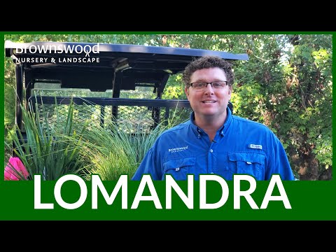 Video: Lomandra Grass деген эмне: Ломандра жөнүндө маалымат жана тейлөө