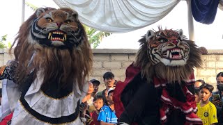 tari kucing-kucingan singo barong - singotrunan live sobo banyuwangi