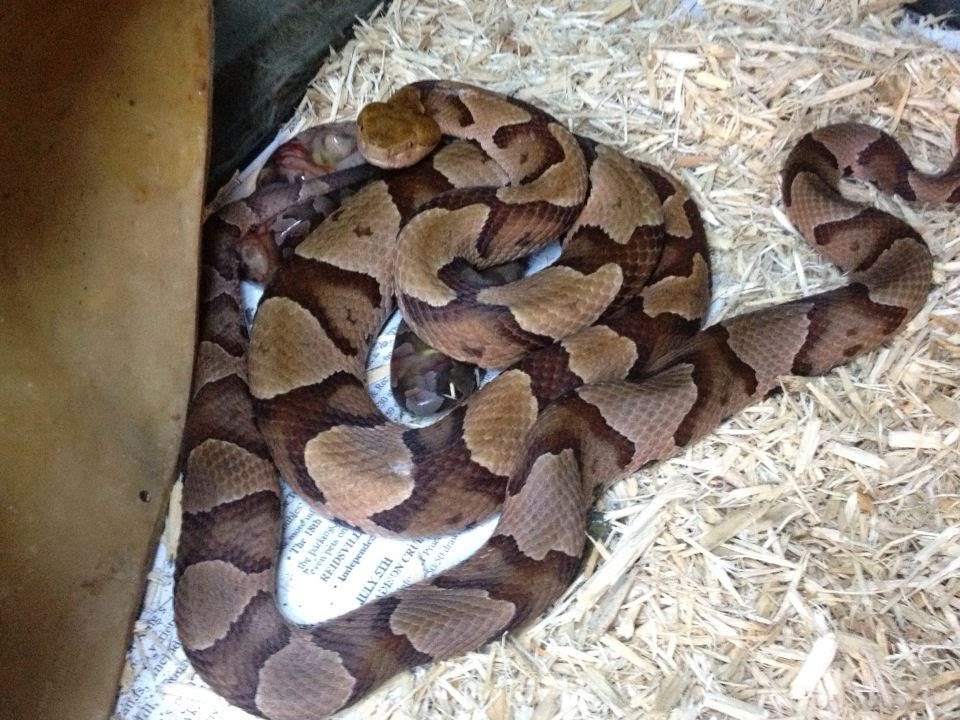 herpetologist meaning Reptile room update along with a surprise