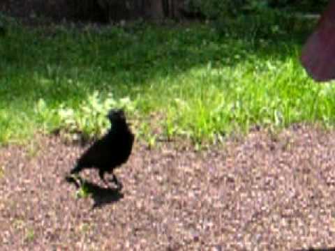 Who knows what happened to this black bird but it got around pretty good for being lame. This was in the sanctuary of the nature center in Brown County, Indiana.