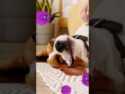 Video: Hebben beagles een bovenlijf?
