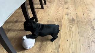 French bulldog puppy ( Socks ) playing with ball until mom and dad also want it | Day 54