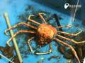 タカアシガニの脱皮6時間全記録！- The giant spider crab sloughed off old skin.