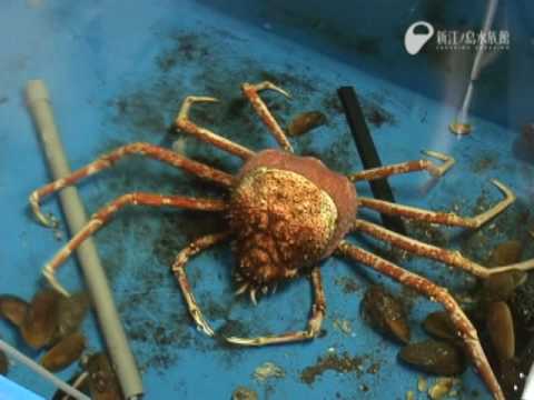 タカアシガニの脱皮6時間全記録！- The giant spider crab sloughed off old skin.