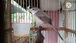 Ciblek Klik-Klik Paut Gacor Cocok Buat Pancingan Burung Anda