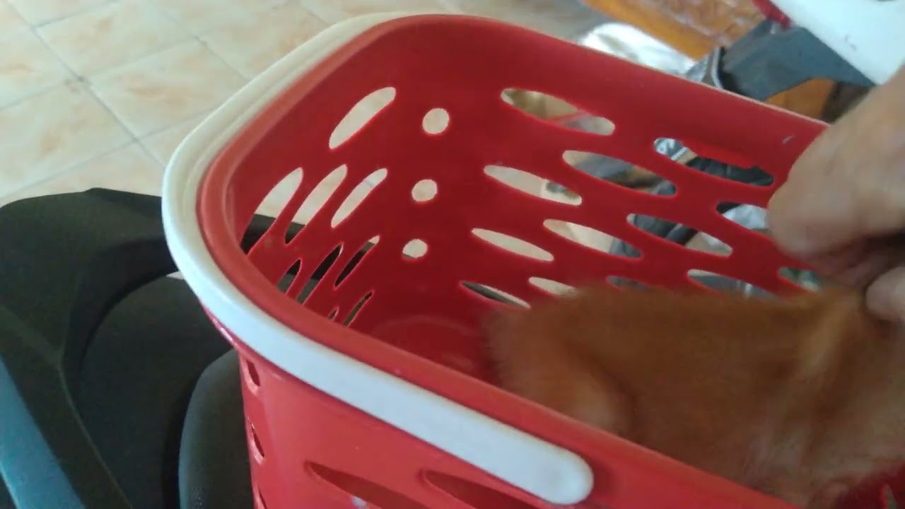 Trio imut mau kemana ? 😻💕 #cat #kitten #viral #anak #kucing 