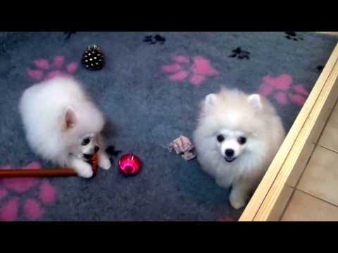 Zwergspitz Pomeranian Welpen mit  Ahnentafel Farbe weiß-creme