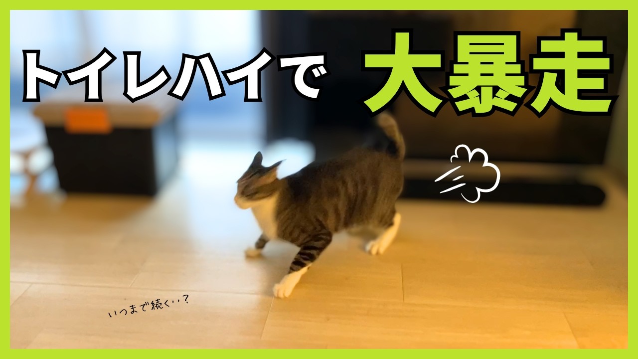 トイレハイで大暴走する猫