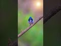 Ultramarine flycatcher #shelarfarm #birds #nature #wildlife
