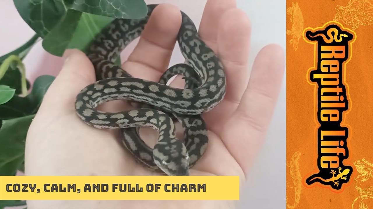 Murray Python Murray-Darling Carpet Python | Reptile Life Ferntree Gully - YouTube