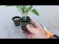 This Magical Plant will Bring you Happiness!