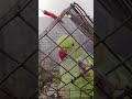 my popat #viralvideo #comedy #talkingparot #funny #viral #viralshort #popat 🦜🦜