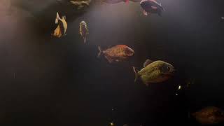 FACTS ABOUT PIRANHA