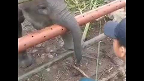 2019.  Why positive reinforcement and target training is important.