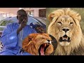 Screts yi nekk thi gaind lion  par elhadji malick gueye sawu gaind ak ndoxu gudje kuko bol