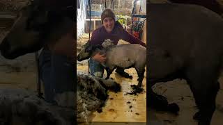 Bali - Grey Finn Sheep Shearing