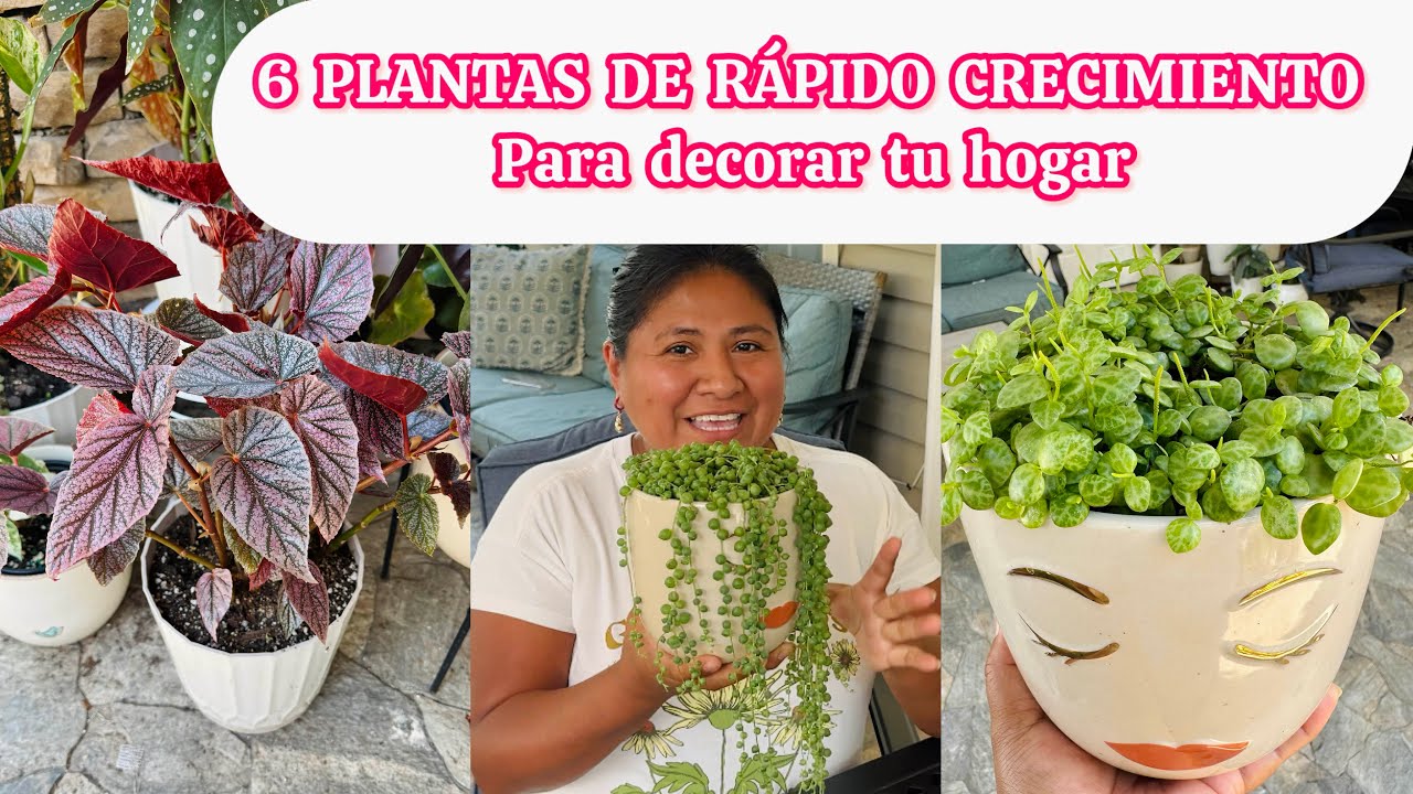 6 Plantas que crecen rápido para decorar tu hogar