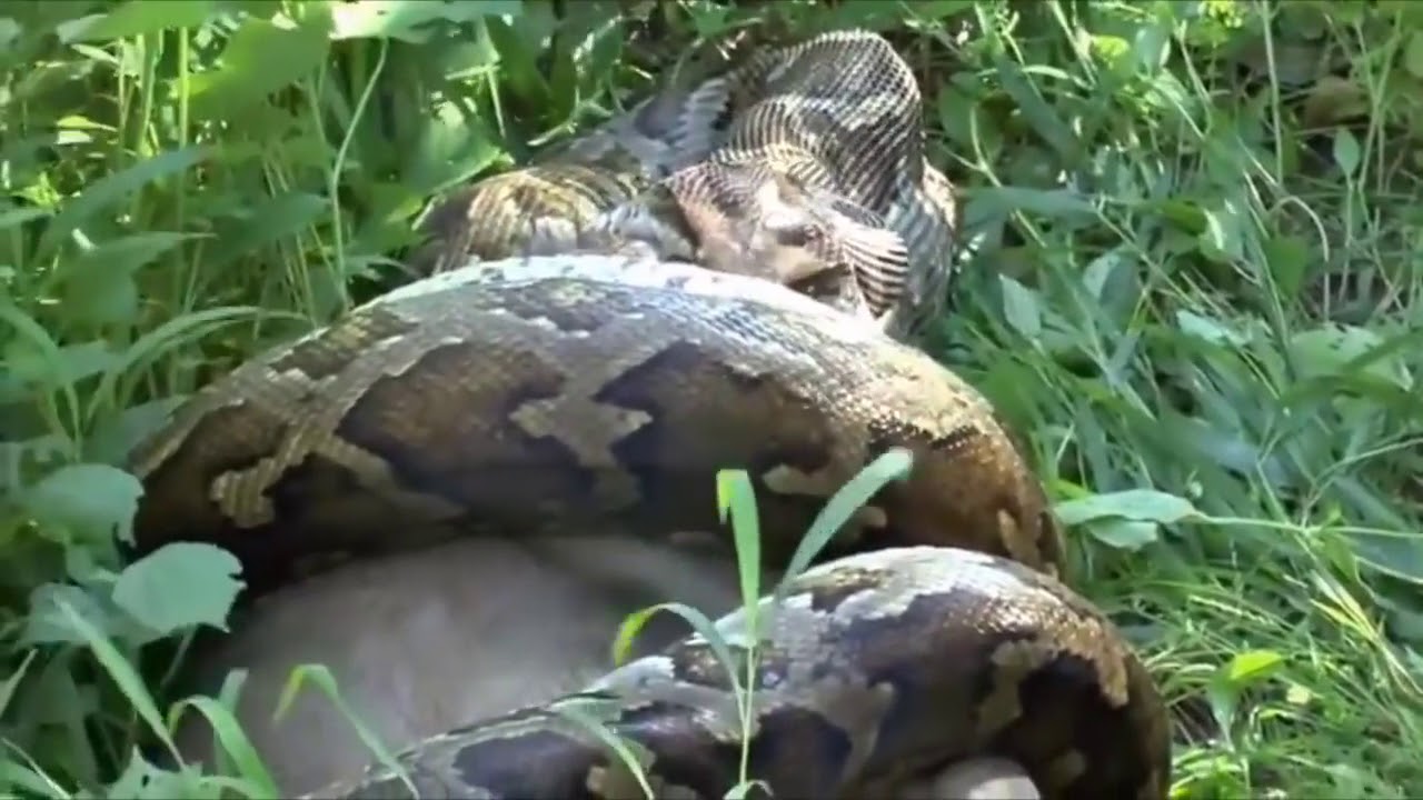 Snake Eat Jaguar vs Python vs Monkey, Snake vs Bats - YouTube
