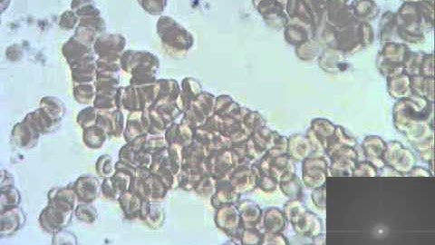 ImageJ  - Stack with fft