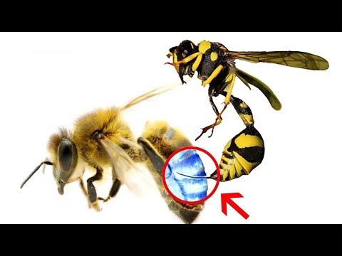 Vidéo: Que se passe-t-il si vous vous faites piquer par une abeille noire ?