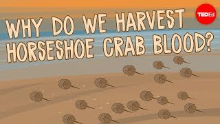 Why do we harvest horseshoe crab blood?  Elizabeth Cox