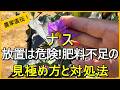 【ナス栽培】肥料切れのサインは花だけじゃない！効果的な追肥のコツについても解説【有機農家直伝！無農薬で育てる家庭菜園】　26/6/27