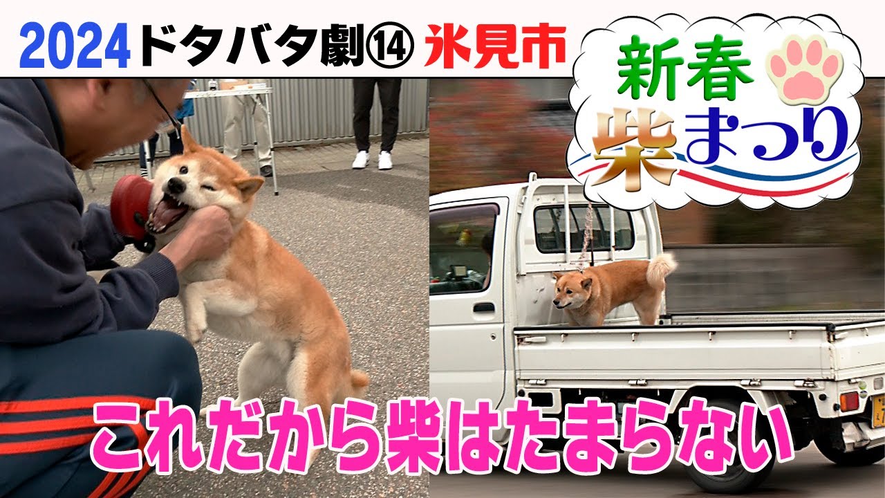 【裁断済】犬と猫の品種好発性疾患 第2版 犬と猫の皮膚疾患ケーススタディー | 岩﨑利郎 |本 | 通販 | Amazon