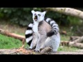 lemur лемур полосатый котёнок