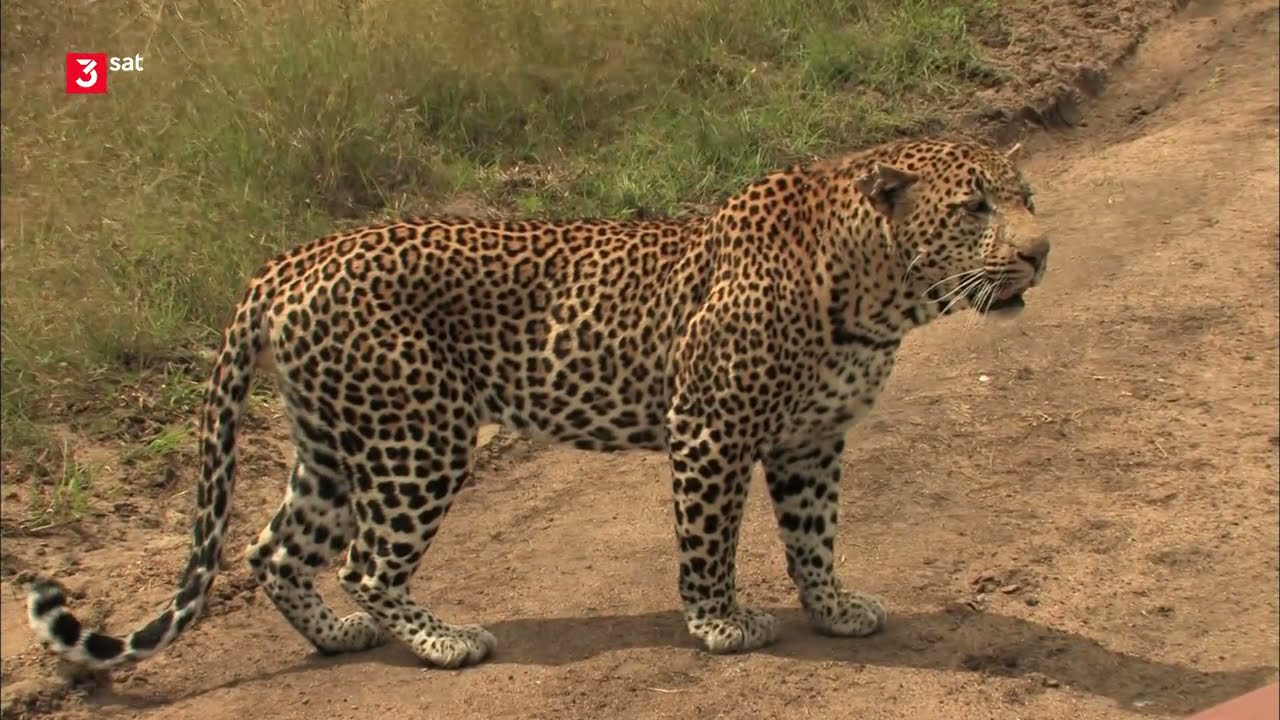 Ein Leopard mit kleinen Schwächen [Doku]