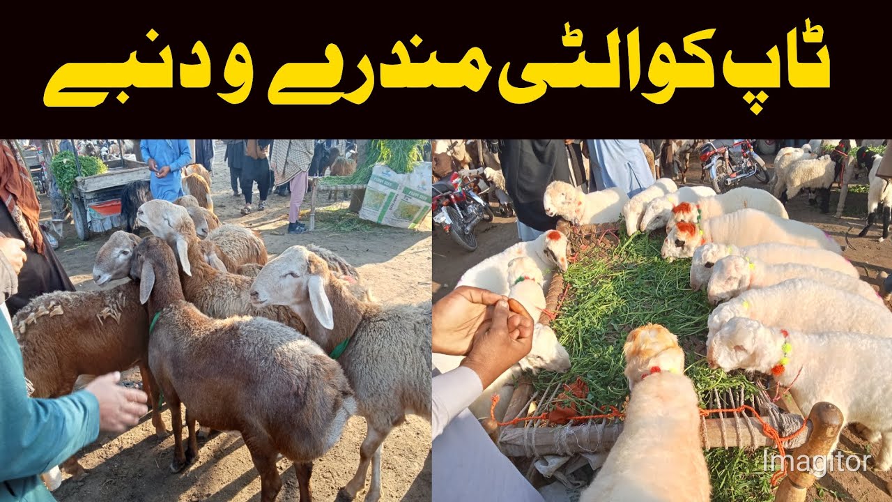 Dikhan dumba Mandi🐏zero size Turkey dumba kids rates🔥 white sheep🐑mundra chatra mandi 