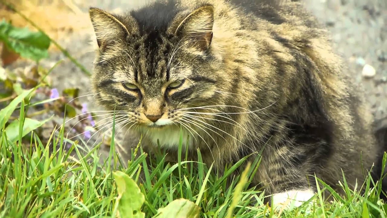 Cat Guy: Grass Vomits - YouTube
