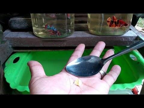 Cara Memberi Makan Ikan Cupang Baru Menetas