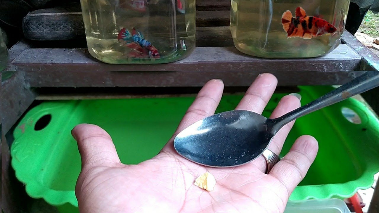 Cara simpel memberi makan burayak cupang pakai kuning telur