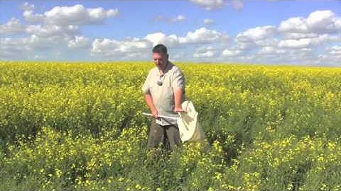 Canola School - Scouting for Lygus Bugs & Cabbage Seed Pod Weevil