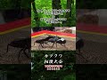 シェンクリングオオクワガタ ハイドロポンプ vs スラウェシヒラタクワガタ 駿河バスター #クワガタ #昆虫バトル #昆虫