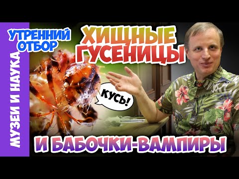Видео: Хищные гусеницы и бабочки-вампиры. Тимофей Левченко