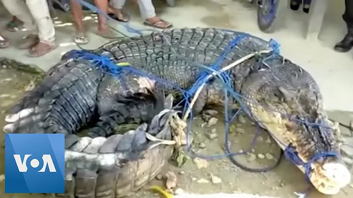 Massive Crocodile Suspected of Killing People Captured in Indonesia - DayDayNews