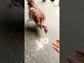 দেশি গলাচিলা মুরগী #foryou #shorts #chicken #animals #natural #viralvideo #viral #video #funny