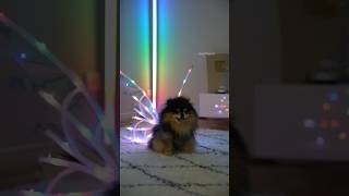 Cute Pomeranian Wears the Viral Fairy Wings  #dog #pomeranian #viral